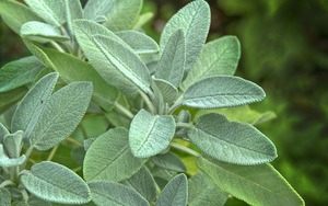 7 loại cây nên trồng trong vườn nhà để có một năm sung túc và may mắn