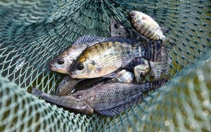 Bán cá rô phi số 1 Việt Nam, doanh nghiệp báo lãi 1.000 tỷ, gấp 21 lần năm trước