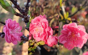 Đào thất thốn đắt đỏ nở sớm, người trồng như 'ngồi trên lửa'