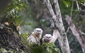 Ghi nhận loài Voọc cực kỳ quý hiếm, cả thế giới chỉ tìm thấy ở Việt Nam