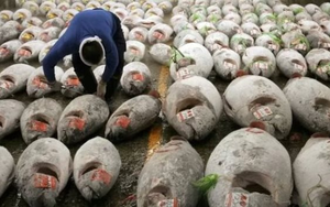 Không phải sầu riêng, một ‘siêu thực phẩm’ của Việt Nam được Mỹ và châu Âu cực ưa chuộng: Thu về 924 triệu USD, nước ta xuất khẩu đứng top thế giới