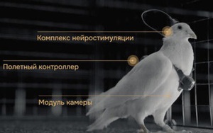 Nga biến chim bồ câu thành bio-drone, bay xa hàng trăm km