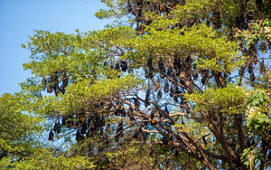 Hàng nghìn sinh vật đu kín ngọn cây ở khu dân cư suốt ngày đêm, người dân thấp thỏm vì 1 nguy cơ tiềm ẩn