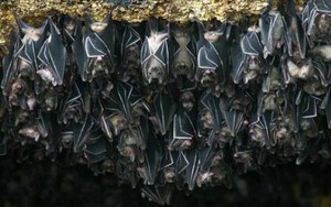 Cảnh báo: Tìm thấy loài dơi mang virus Nipah nhiều nhất ở nơi này – Có người chủ quan thường tới, ngủ lại