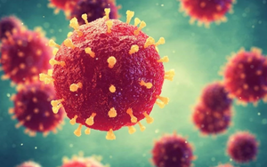 Bộ Y tế phát khuyến cáo về vi rút Nipah