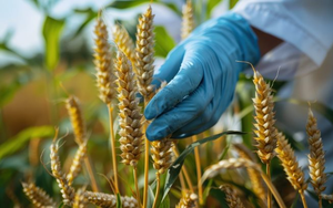 Phát minh của Mỹ gây rung chuyển ngành nông nghiệp: Tạo ra giống lúa mì biến đổi gene tự sản sinh ra phân bón, người nông dân tiết kiệm được hàng tỷ đồng
