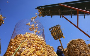 Nhà khoa học chuyển hóa CO2 thành tinh bột, giúp tăng năng suất gấp 10 lần