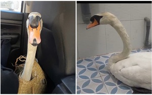 Xuyên đêm giải cứu thiên nga trắng trị giá 60 triệu: Bị cuộn đầu, nhét trong ba lô, dẫn đến stress nặng