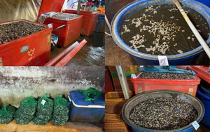 Rùng mình cận cảnh “lò” ngâm 3.000 tấn thịt ốc bươu bằng 500 tấn hóa chất sản xuất xi măng ở TP.HCM