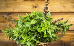 Loại cây gia vị nên trồng trong nhà vào năm mới: "Hút" may mắn, tài lộc, làm thuốc khi cần