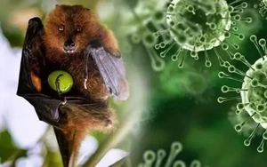 Tiết lộ thêm sự thật về virus Nipah đang gây lo sợ