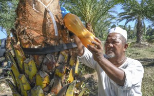 Nghi nữ điều dưỡng tại Ấn Độ nhiễm virus Nipah do uống mật chà là