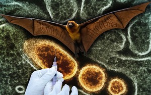 Dịch Nipah và kịch bản 'Thiên nga đen' tiếp theo: Khi tỷ lệ tử vong 40-75% đe dọa túi tiền toàn cầu