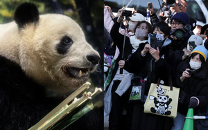 Hàng dài người dân Nhật Bản xúc động xếp hàng chia tay cặp gấu trúc sinh đôi quay trở về Trung Quốc, sở thú có thể thiệt hại tới 3.400 tỷ đồng/năm