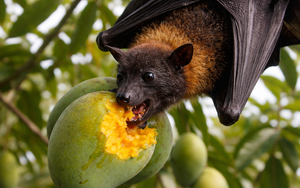 Phòng tránh virus Nipah, khi ăn hoa quả phải nhớ 2 việc quan trọng