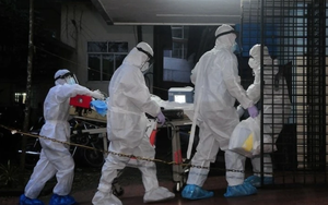 Bộ Y tế chỉ đạo khẩn về vi rút Nipah