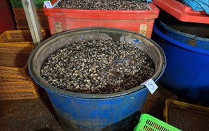 Ốc bươu “ngậm” thủy tinh lỏng nguy hiểm ra sao?