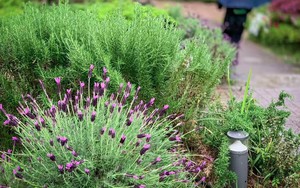 4 loại cây cần ít công chăm sóc nhất: Một khi đã bén rễ thì chẳng thèm “phiền” bạn