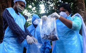 Chuyên gia cảnh báo: Virus Nipah cùng họ virus RNA với COVID-19, có thể lây truyền qua đường hô hấp