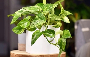 5 loại cây nên có trong nhà, đặt đâu cũng "hút" vượng khí