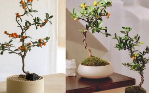 Trend chơi quất dành cho nhà nhỏ - hội chị em nhất định phải update để đón Tết