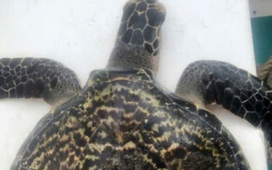 Con vật quý hiếm bất ngờ nằm trong lưới ngư dân Đà Nẵng