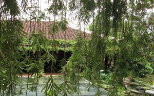 3 loại cây bị cho là mang "vận xui", năm 2026 nên tránh trồng trong sân nhà