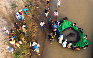 "Quái ngư" đáng sợ 220kg nằm im lìm dưới dòng sông Tiền: Còn ẩn giấu điều gì?