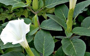 4 cây "xui tận mạng", đẹp đến mấy cũng CHỚ trồng trong nhà