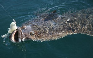 Cậu bé 13 tuổi oằn mình kéo "thủy quái" nặng hơn cả cơ thể giữa biển khơi, khoảnh khắc ai cũng nín thở