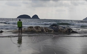 Vật thể lạ dài 11m dạt vào bãi biển nổi tiếng khiến nhiều người kinh hãi, cơ quan chức năng vào cuộc điều tra