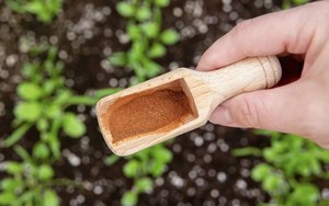 Rắc những thứ này ra vườn, sâu bọ 'khiếp vía', cây cối lớn nhanh như thổi