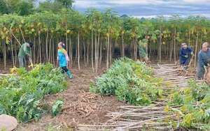 Không phải gạo hay sầu riêng, 'vàng dưới lòng đất' của Việt Nam được Trung Quốc săn lùng đến 94%: Giá xuất khẩu lao dốc mạnh, nước ta sản xuất 18 triệu tấn mỗi năm