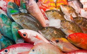 3 bộ phận của cá không nên ăn: Có thứ cực độc nhưng nhiều người tưởng là bổ