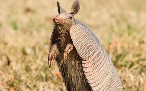 Tạo hóa chắc hẳn đã "photoshop" quá tay khi nặn ra 5 sinh vật này: Vừa lạ lùng, vừa đáng yêu đến mức khó tin