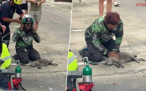 Nam shipper quỳ gập gối bên đường cố cứu mèo trong vụ cháy chung cư: Clip lan truyền chóng mặt, danh tính được truy tìm