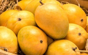 Khi mua xoài, nói đúng 1 câu này, người bán chột dạ và không dám qua mặt bạn