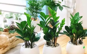 3 loại cây đặt tại phòng khách giúp năm mới Bính Ngọ may mắn, tiền – tài đều có