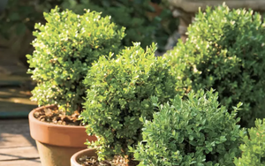 5 loại cây có mùi khó chịu nên tránh trồng trong vườn dù đẹp đến mấy