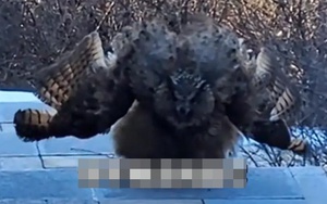 “Chim điêu của Dương Quá” bất ngờ chặn đường du khách leo núi, cơ quan kiểm lâm tiết lộ sự thật giật mình