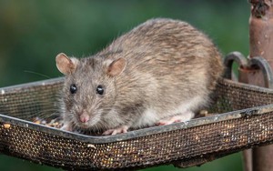 Đặt thứ này ngoài cửa, chuột không dám bén mảng vào nhà - không phải bẫy