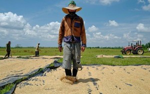 Giống lúa Việt Nam 'gây sốt' khi được trồng tại Cuba, nông dân thu hoạch xong phải ngỡ ngàng