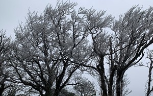 Băng giá phủ trắng đỉnh núi ở Cao Bằng