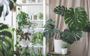 5 loại cây khó chăm bậc nhất, người mới bắt đầu không nên "đụng vào"