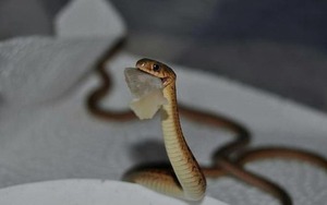 4 vị trí trong nhà dễ "dẫn lối" cho rắn bò vào