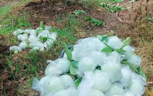 Tôi biếu thông gia giàu 1 yến ổi vườn nhà trồng, ai ngờ họ làm một việc khiến tôi cười ra nước mắt, không biết đáp lại ra sao