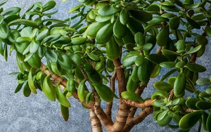 5 loại cây chiêu tài được người giàu đặc biệt thích, 10 nhà thì 9 nhà đều trồng, mang lại sự thịnh vượng cho cả gia đình