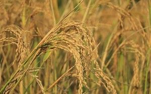 Phát minh của Trung Quốc làm rung chuyển ngành nông nghiệp: Tạo siêu giống lúa lai, năng suất gấp 4 lần giống thường nhưng chi phí thấp