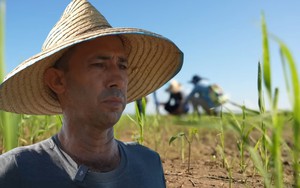 Giống lúa Việt Nam "gây bão" tại Cuba: Tạo kỳ tích nông dân Cuba chưa bao giờ nghĩ đến