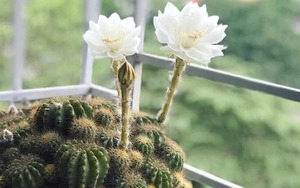 Thấy 4 cây này ra hoa đừng vội mừng, coi chừng là lời nhắc vận xui đang cận kề